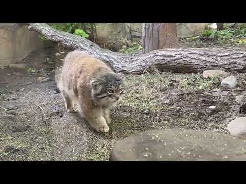 可愛い❤️レフくん🌈　マヌルネコ　那須どうぶつ王国 サムネイル