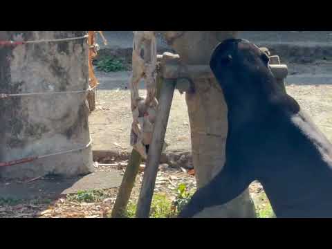 まだまだ美味しいモノ探すヨ！っとマーチンくん　マレーグマ　のんほいパークにて　2026年4月3日 サムネイル