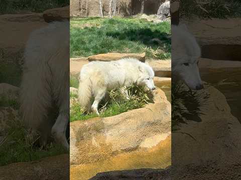 shorts 朝の遠吠えタイム後❣️真白ちゃん♪ ホッキョクオオカミ　那須どうぶつ王国　2026年4月24日 サムネイル