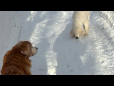 ミントの大冒険 がライブ配信中！ サムネイル