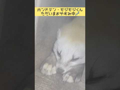 ホンドテン・モジモジくん　ただいまおやすみ中💤 東武動物公園 動物 癒し zoo 動物園 かわいい animals ホ…