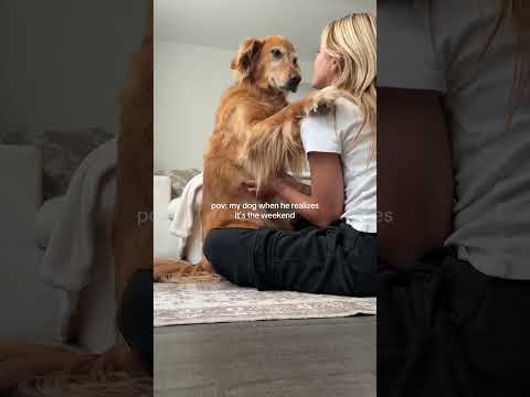 coming home to my golden retriever🥵 goldenretreiver dog ind… サムネイル