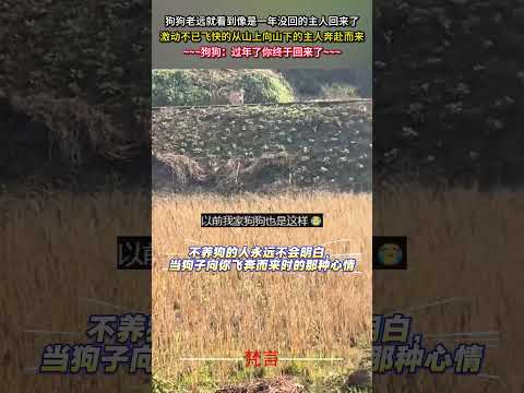 狗狗老遠就看到像是一年沒回的主人回來了 激動不已飛快的從山上向山下的主人奔赴而來 狗狗 暖心 感動 dog heart… サムネイル