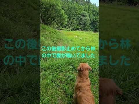 私は感じない獣の気配を察知したゴールデンレトリバー3歳 goldenretriever ゴールデンレトリバー 大型犬の…