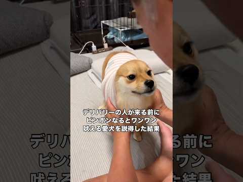インターホンがなるとワンワン吠える愛犬に吠えないよう説得してみた パグ 豆柴 マック shorts サムネイル