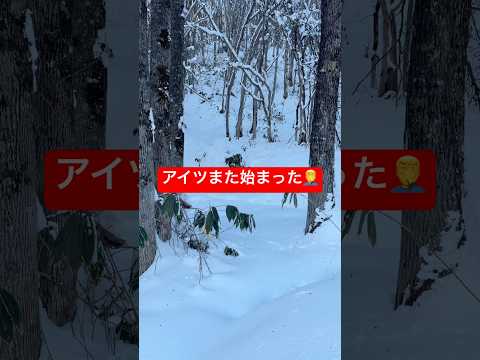 アイツまた…shorts puppy ゴールデンレトリバー goldenretriever 山の神迷子 サムネイル