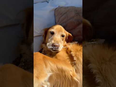 coming home to my golden retriever🥵goldenretreivers dog pup… サムネイル