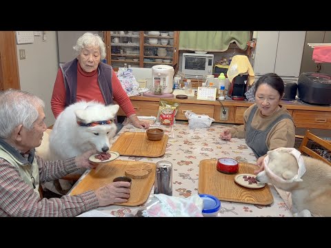 気合のハチマキ締めて大好きな馬刺しを祭り食いする柴犬とサモエド サムネイル