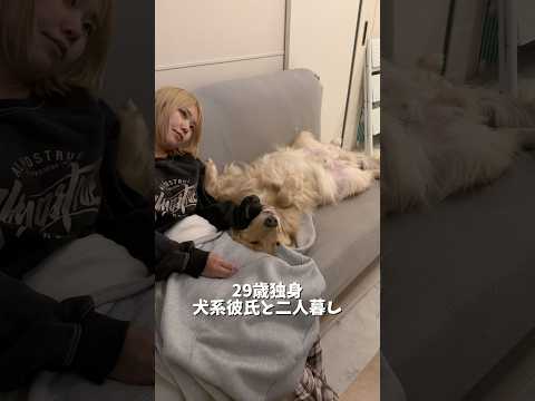 ひっくり返って私の横で爆睡する犬系彼氏の麹くんです🐾ゴールデンレトリバーgoldenretriever
