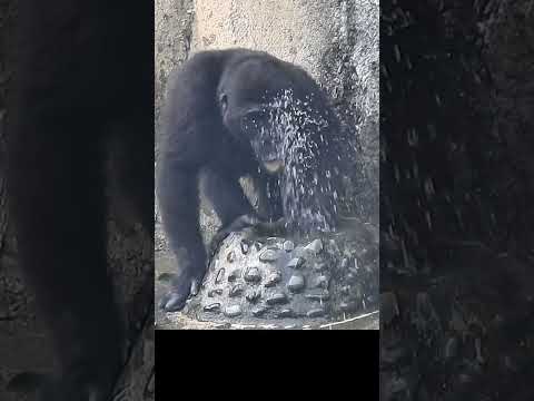 Drinking fountain.lstay hydrated.ittle gorilla & Ringo 4y11…