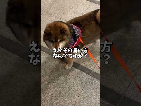 酔っ払いと遭遇した🐕柴犬の話 サムネイル