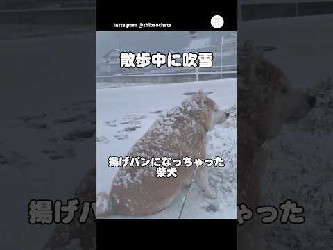 雪で完全に揚げパンになった柴犬　柴犬　犬　かわいい犬 犬のいる暮らし 雪 サムネイル