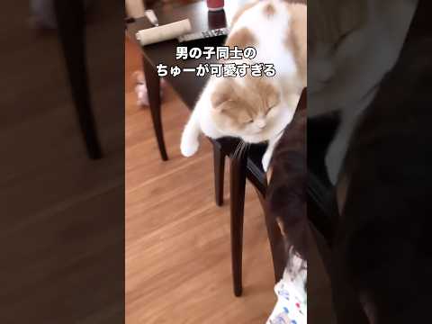 息子がオス猫にした行ってきますのちゅが可愛すぎる☺️ 猫 オス猫 スコティッシュフォールド shorts サムネイル