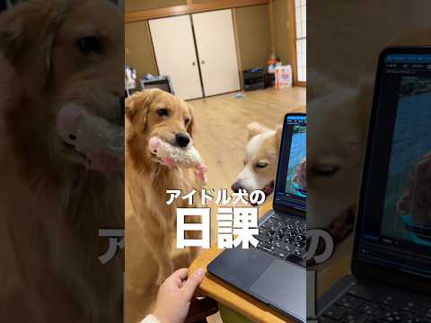 自分の顔を確認する犬が可愛すぎる...!!【ボーダーコリー・ゴールデンレトリバー】shorts サムネイル
