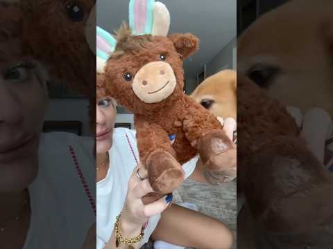 coming home to my golden retriever🥵goldenretreivers dog pup… サムネイル