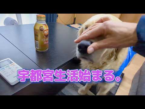 また宇都宮生活始まる。ゴールデンレトリバーティト サムネイル
