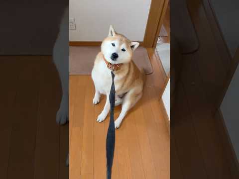柴犬福 風呂の危機に襲われ拒否柴する換毛期柴犬🤣Before shower🤣姉と柴 shorts japanesedo… サムネイル