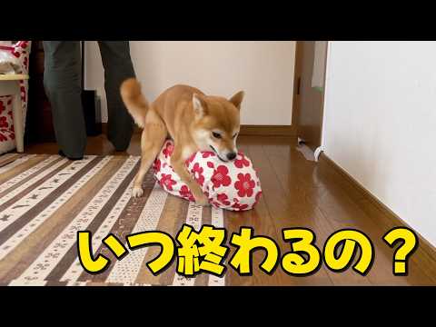 いつ終わるの？フード時アグレッシブ　柴犬小夏ASMR サムネイル