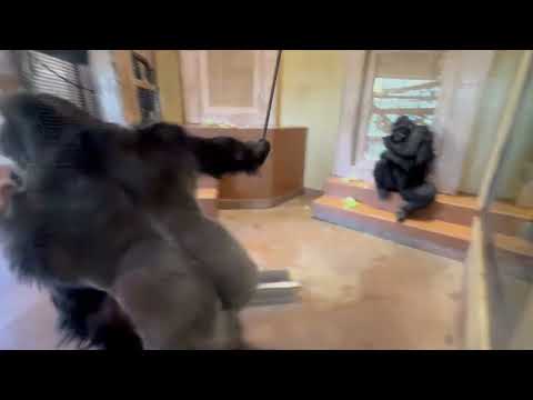 小部屋でお掃除待ちのシャバーニファミリー　ニシゴリラ　東山動植物園にて　2026年3月14日