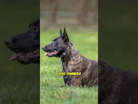 These 4 Dog Breeds Are Not for New Dog Owners shorts dog pe… サムネイル