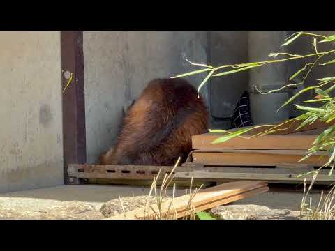 チイタくんは食後のスヤスヤタイム⁈ レッサーパンダ　浜松市動物園にて　2026年3月15日 サムネイル