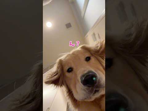 ( ´・ω・`)カンチガイダッタ 大型犬 ゴールデンレトリバー