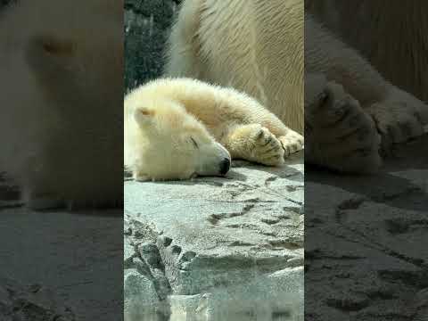 shorts ネムネム〜モモ太くん☺️   ホッキョクグマの仔　秋田県男鹿水族館GAOにて2026年4月30日 サムネイル