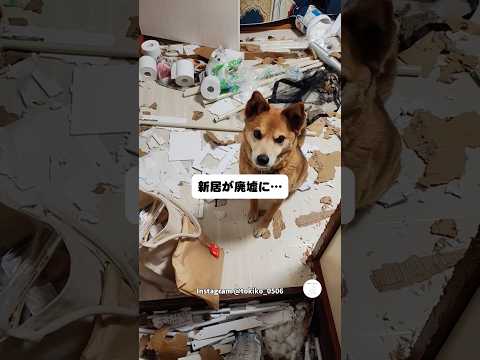 新居が廃墟に…お留守番中に起きた出来事　　犬　分離不安 犬のいる暮らし いぬ　犬のいる生活