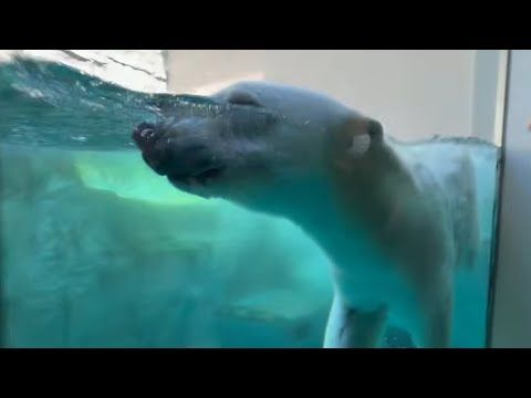 待って〜!ママ列車 モモ太乗りま〜す💦!! ホッキョクグマの親子 男鹿水族館GAOにて 2026年8月10日