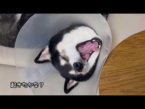 無事に抜糸完了！しかしまだ大河に襲いかかる新たな苦難...。 サムネイル