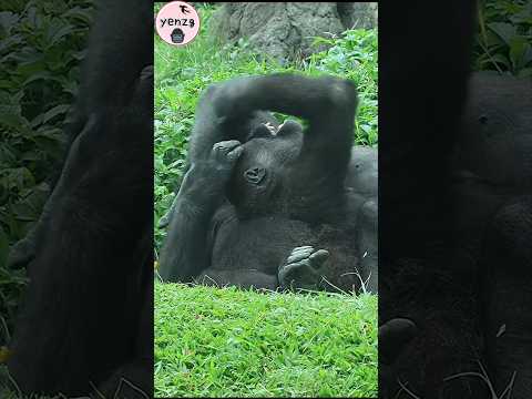 Gorilla & Mom💕😆 gorillatag taipeizoo 金剛猩猩 台北市立動物園 funny sho…