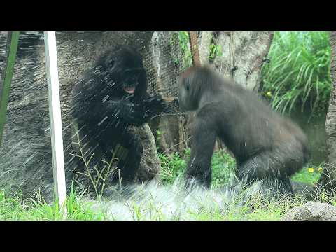 Gorilla Jabali made a big splash on Ringo while Ringo's bea…