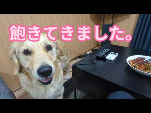 飽きて来ました。ゴールデンレトリバーティト