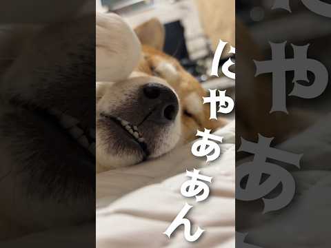 ニャンニャン系の柴犬こむぎ