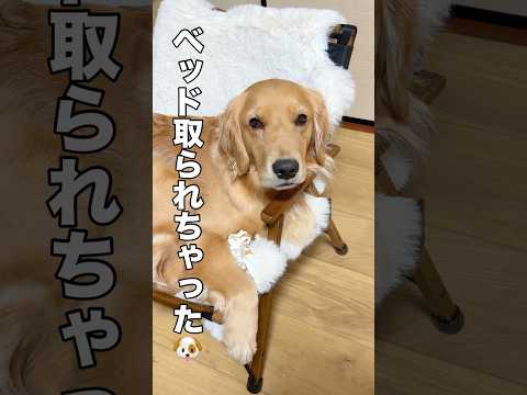 ベッドを取られちゃったゴールデンレトリバー【ボーダーコリー・トイプードル】shorts サムネイル