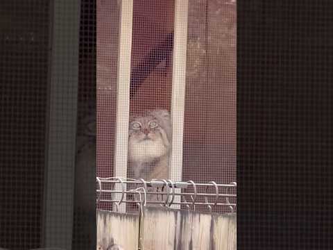 shorts ロータスくん覗いてる🤭　マヌルネコ　埼玉県こども動物自然公園にて　2026年3月7日 サムネイル