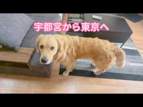宇都宮から東京へ。ゴールデンレトリバーティト