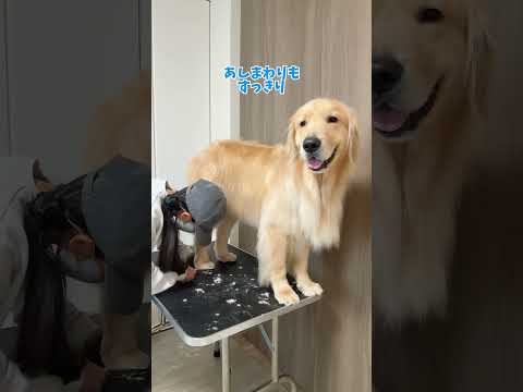 一緒にご褒美 ゴールデンレトリバー 大型犬 サムネイル