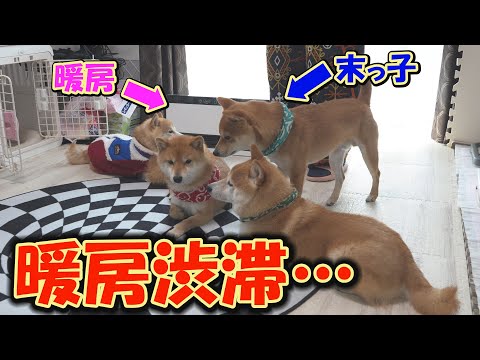 寒い朝、ヒーター前の場所争いに乗り遅れた末っ子柴犬の慌てる仕草が可愛すぎました。 サムネイル
