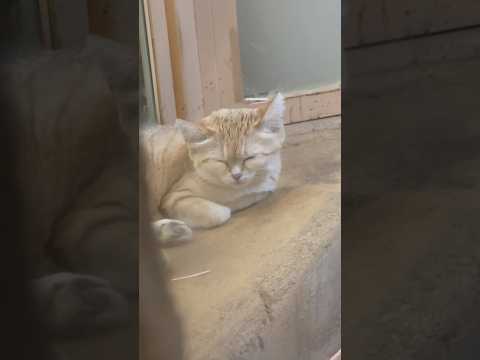 shorts ウトウトアミーラちゃん　スナネコ　埼玉県こども動物自然公園にて　2026年5月31日 サムネイル