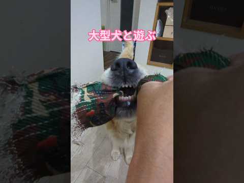 大型犬と遊ぶとこうなります。 ゴールデンレトリバー 大型犬のいる生活