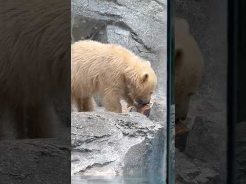 shorts 丸太を齧る❣️モモ太くん🍑　ホッキョクグマ　男鹿水族館GAO 2026年5月1日 サムネイル