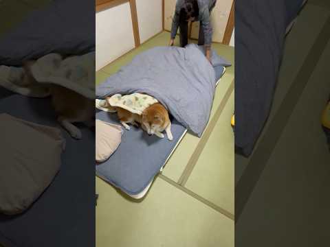 柴犬福 おばあさん寝る前に布団占領柴犬🤣Why here🤣shorts funny funnydog 柴犬 shiba… サムネイル