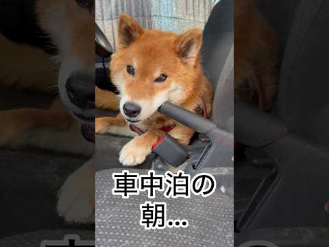 ’26.5.19 力丸のおうち… 柴犬 shibainu 柴犬のいる暮らし 柴犬の日常 車中泊犬 カメラ目線 力丸