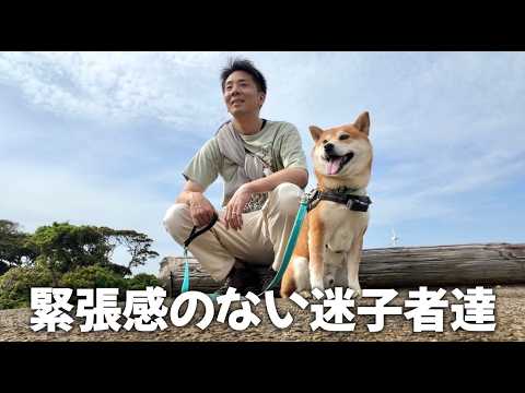 「多分こっち」で生きる柴犬と人間 サムネイル