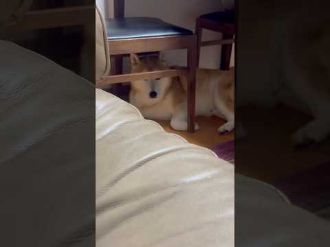 柴犬福 少し怪しい肉球犯🤣Why here🤣shorts 柴犬 japanesedog shibainu funny…