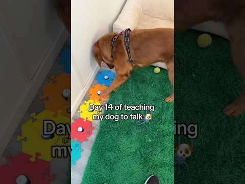 How many times did my dog ask for a treat?? 😂 サムネイル