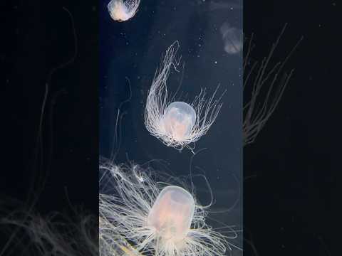 shorts 春の使者カミクラゲ　秋田県男鹿水族館GAOにて2026年4月30日