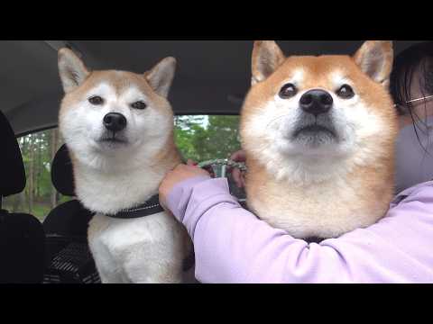 久しぶりに再会した瞬間、柴犬の親分が泣きそうになりました。。