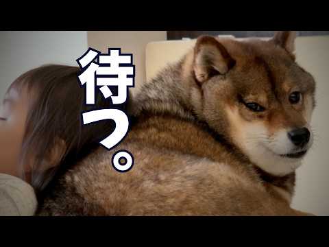 ８年に及ぶ子育て。柴犬が学んだことは・・・ サムネイル